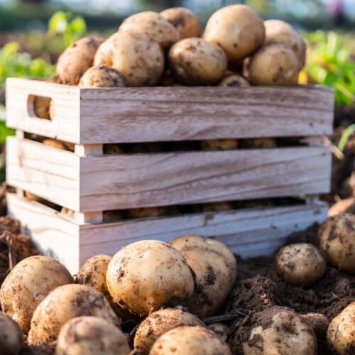 Fresh-potatoes-in-a-wooden-box-in-a-field